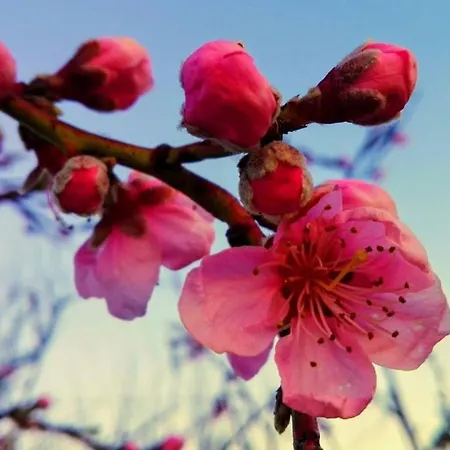 Casa Da Tileira בית נופש פנקובה